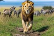 © Sanchai - Kenya lion walking confidently through the Maasai Mara, with wildebeest and zebras grazing nearby