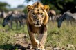 © Sanchai - Kenya lion walking confidently through the Maasai Mara, with wildebeest and zebras grazing nearby