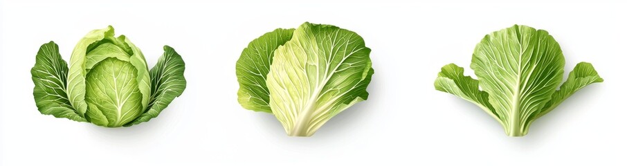 A flat lay view of fresh salad vegetables, healthy with organic ingredients, with whole and leaves of green cabbage isolated on white background.