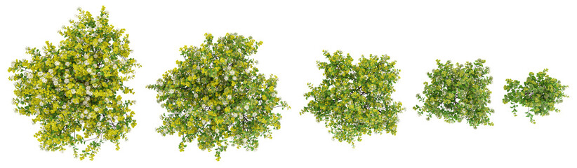 Birch leaf spirea Trees collection with realistic style from top view