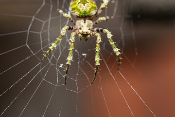  orbweaver spider on the web, Eustela perfida