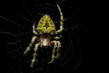  orbweaver spider on the web, Eustela perfida