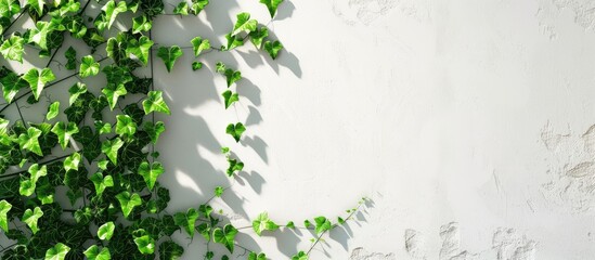 Sticker - the green ivy against a white wall forms a lovely backdrop. copy space image. place for adding text 