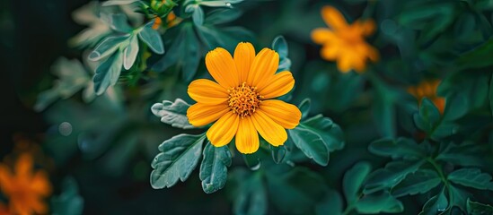 Sticker - Close up of a yellow Marigold flower in garden flower fields with copy space