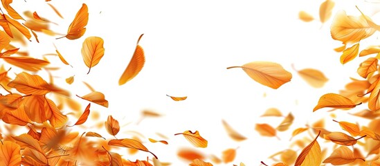 Poster - Autumn orange leaves falling isolated against a white background. Copy space image. Place for adding text and design