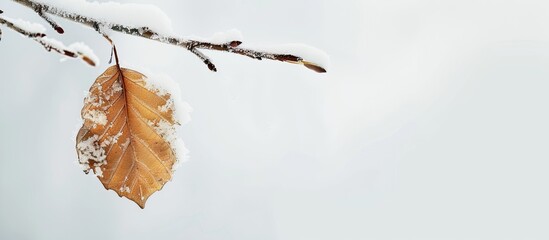 Sticker - A dry leaf on a birch branch covered in snow. Copy space image. Place for adding text and design