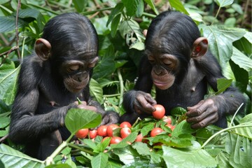 An image of playful animals of different species engaging in friendly interactions, highlighting the universal joy of companionshi