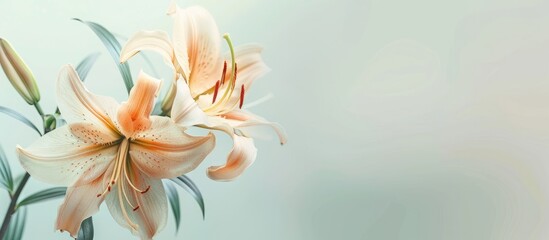 Wall Mural - Gold banded lily Lilium auratum during the Japanese summer. Copy space image. Place for adding text and design