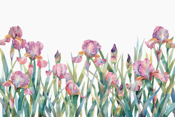 Wall Mural - Colorful watercolor iris flowers