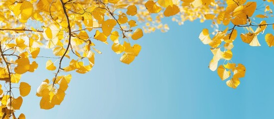 Canvas Print - Yellow tree leaves viewed from below against the sky suitable for a natural background. Copy space image. Place for adding text and design