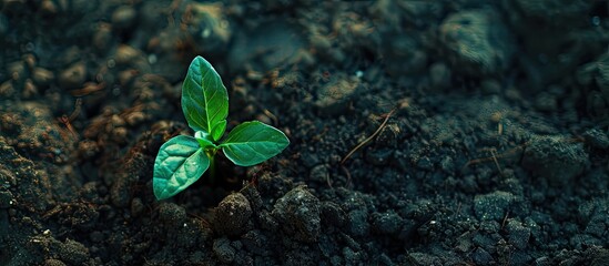 Canvas Print - Green sprout emerging from the soil top view. Copy space image. Place for adding text and design