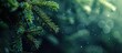 © Ilgun - Close up of a fir tree branch Shallow depth of field Close up of a pine branch Concept for Christmas wallpaper Copy space