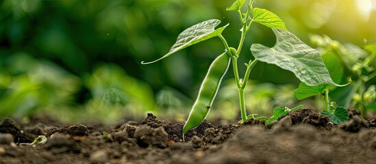 Wall Mural - A fresh green bean seedling emerges from the soil in a summer vegetable garden. Copy space image. Place for adding text and design