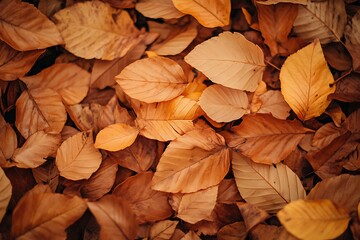 Sticker - Autumn leaves background, fallen leaves, nature texture, fall season, forest floor