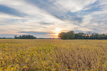 Wall Mural - A field of soybeans with yellow leaves and a sunset with cirrus clouds and trees in the distance. 