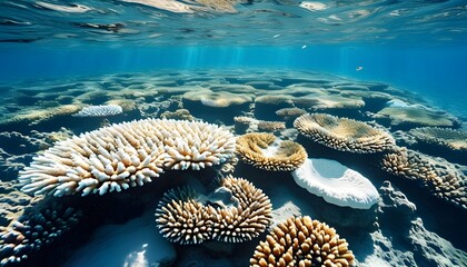 Vibrant underwater coral reef showcasing white bleached coral surrounded by diverse marine life in crystal clear blue ocean waters