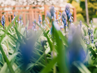 Wall Mural - Spring flowers in the garden