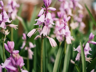 Sticker - Spring flowers in the garden