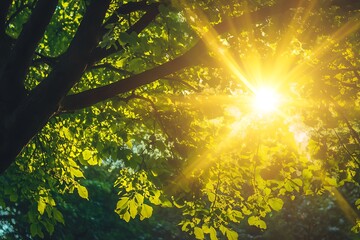 Wall Mural - Sun shining through green leaves of tree branches, nature background, hope and life