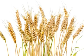 wheat grains close-up