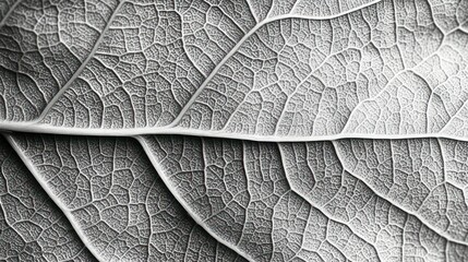 Sticker - Detailed Macro Photograph of a Leaf's Veins and Texture