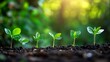 © Monchisa - seedlings growing in dark soil, each with vibrant green leaves. They are illuminated by warm, golden sunlight, creating a serene and hopeful atmosphere. The softly blurred background