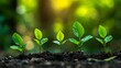 © Monchisa - seedlings growing in dark soil, each with vibrant green leaves. They are illuminated by warm, golden sunlight, creating a serene and hopeful atmosphere. The softly blurred background