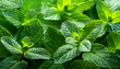 © arliftatoz2205 - Fresh mint leaves background; green peppermint plant , close up for background.