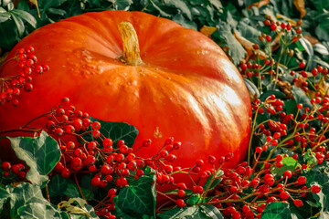 Wall Mural -  pumpkin and branches with red berries in bright green ivy in sunny garden.Autumn season.Thanksgiving and Halloween holiday symbol. Autumn mood 