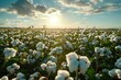 © Ruslan Batiuk - Endless expanse: cotton field plantation, capturing vast landscape of fluffy white cotton ready for harvest, highlighting agricultural process, showcasing beauty and productivity of farming.