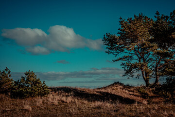 tree in the sky