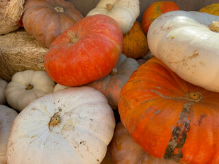 colorful pumpkins , fall harvest  market.