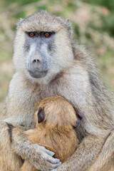 Wall Mural - Yellow baboon mother and baby