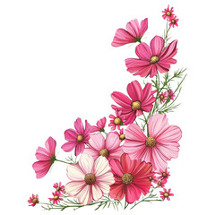 Wall Mural - Vibrant pink and white cosmos flowers bouquet corner arrangement on transparent background

