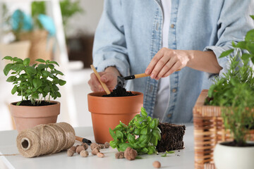 Wall Mural - Transplanting herb. Woman loosening soil in pot at table indoors, closeup