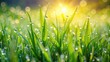 © Sujid - Fresh green grass with morning dew on a spring morning, wet, spring, green, grass, background, dew, lawn, natural, fresh