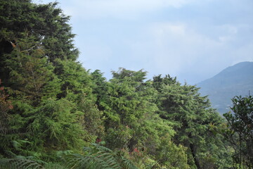 Beautiful and romantic pine and fir forest wallpaper in the mountains. beautiful nature