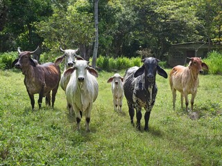 Cows lined up in a field in Panama