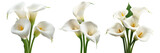 Callas flower isolated on transparent background.