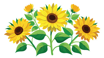 Wall Mural - Watercolor Sunflowers with Green Leaves Vector Illustration on white background.