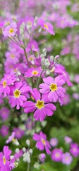 pink flowers in the garden, primula spring flowers close up with depth of field bokeh effect, spring floral background