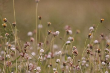 Wall Mural - flowers in the field