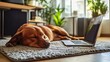 © LKT - Dog resting beside a laptop on a cozy office rug, warm tones and soft textures, inviting and relaxed workspace