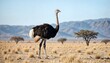 © MidnightinSummer - Ostrich in the Desert Landscape