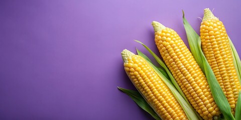 Wall Mural - Fresh organic ripe sweet corn on a purple background, corn, organic, ripe, fresh, sweet, vegetables, healthy, food