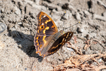 A beautiful butterfly with vibrant blue and orange patterns resting on sandy ground in the warm sunlight of a spring afternoon