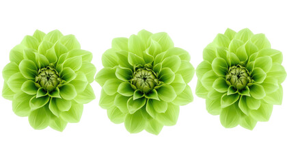 Wall Mural - Three green dahlia flowers on transparent background, PNG or White Background