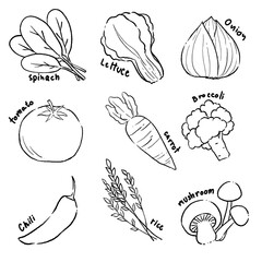 Fresh vegetable food ingredients illustration, line drawings for coloring.