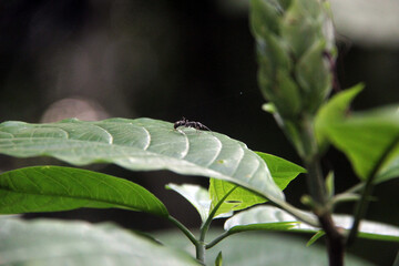 ant on a leaf