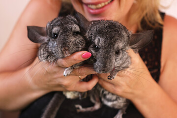 Wall Mural - People care for and play with chinchillas.